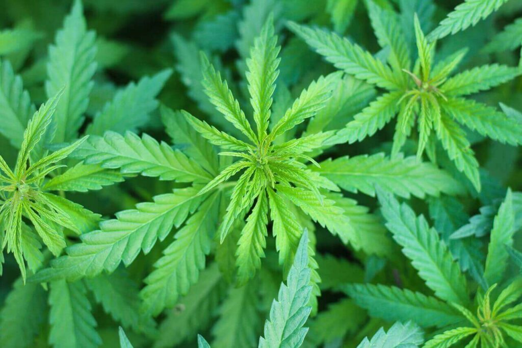 雑草